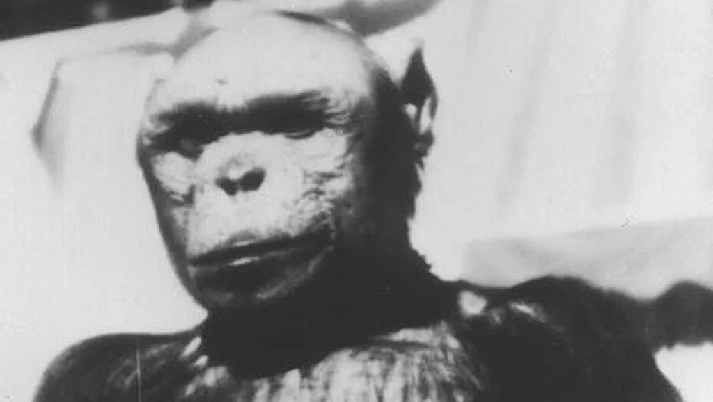 Oliver chimpanzee