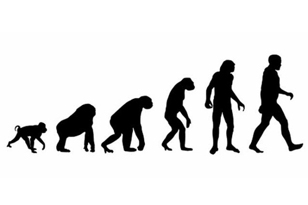 Oliver chimpanzee
