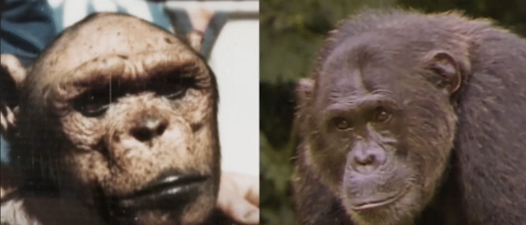Oliver chimpanzee